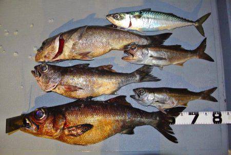 South Current 釣果