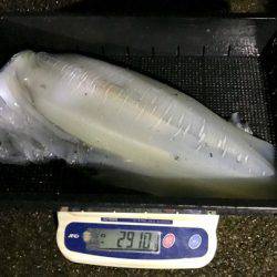 South Current 釣果