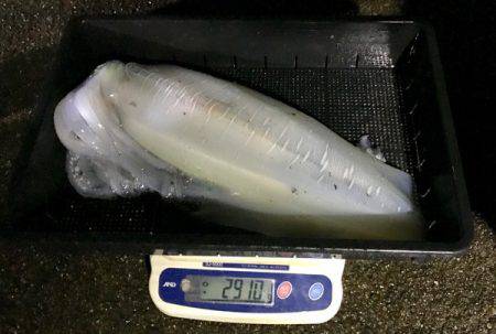 South Current 釣果