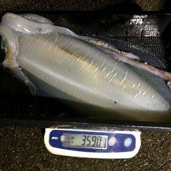 South Current 釣果