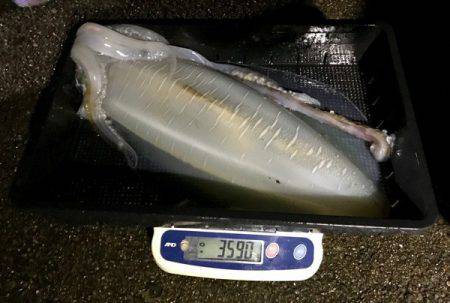 South Current 釣果