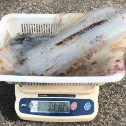 South Current 釣果