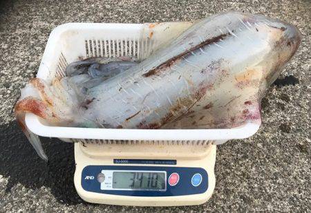 South Current 釣果