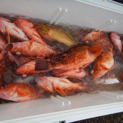 LUSTER『ラスター』 釣果