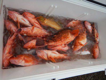 LUSTER『ラスター』 釣果