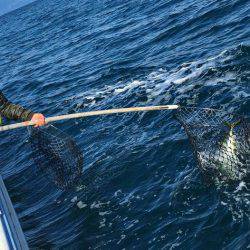 Big One　ビッグワン 釣果