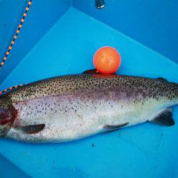 としまえんフィッシングエリア 釣果