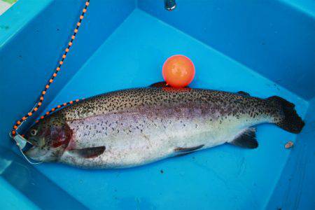 としまえんフィッシングエリア 釣果