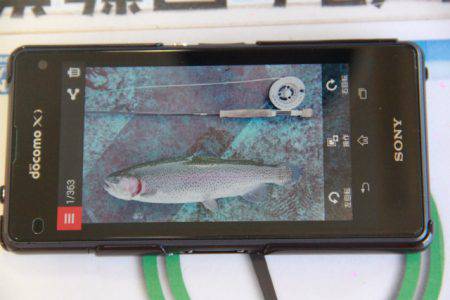 としまえんフィッシングエリア 釣果