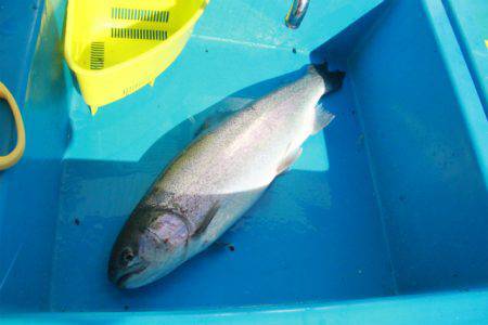 としまえんフィッシングエリア 釣果