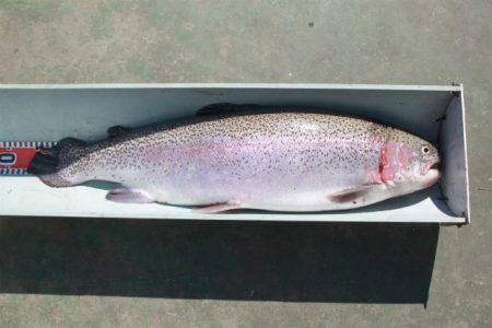 としまえんフィッシングエリア 釣果