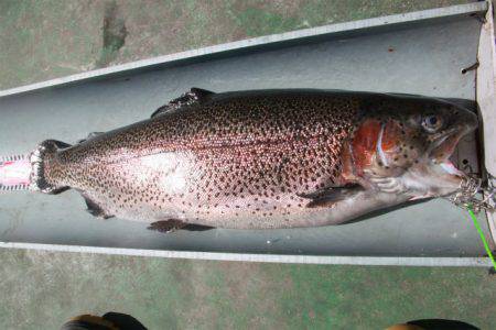 としまえんフィッシングエリア 釣果