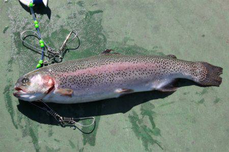 としまえんフィッシングエリア 釣果