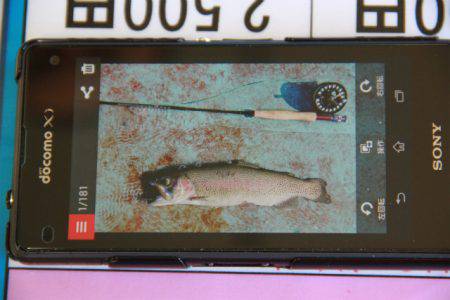 としまえんフィッシングエリア 釣果