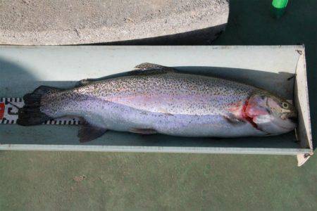 としまえんフィッシングエリア 釣果