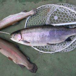 としまえんフィッシングエリア 釣果