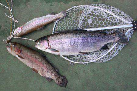 としまえんフィッシングエリア 釣果