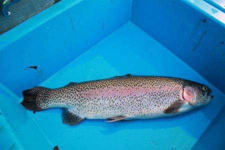 としまえんフィッシングエリア 釣果