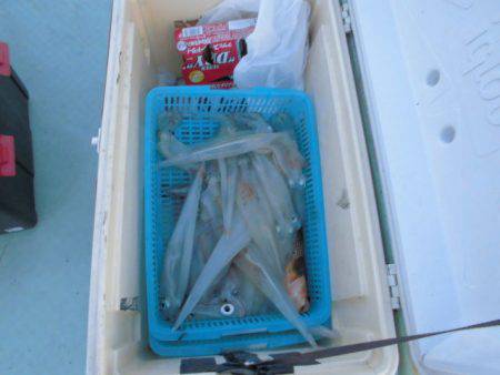 あみや渡船 JIGBOY 釣果