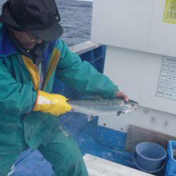 芳陽丸 釣果