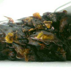 THESEAMAN(ザシーマン) 釣果