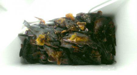 THESEAMAN(ザシーマン) 釣果