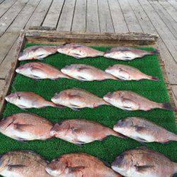 海の釣堀 海恵 釣果