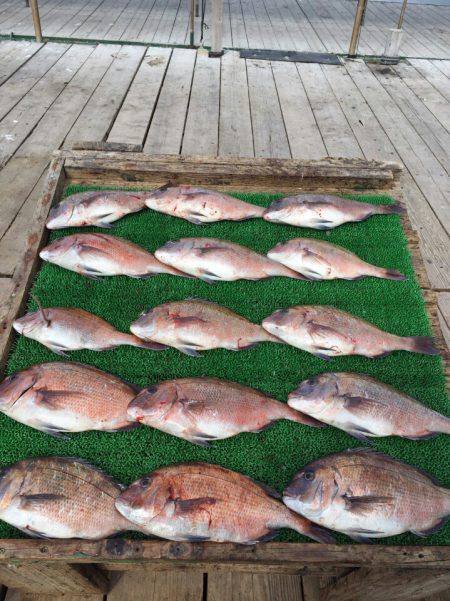 海の釣堀 海恵 釣果