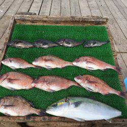 海の釣堀 海恵 釣果