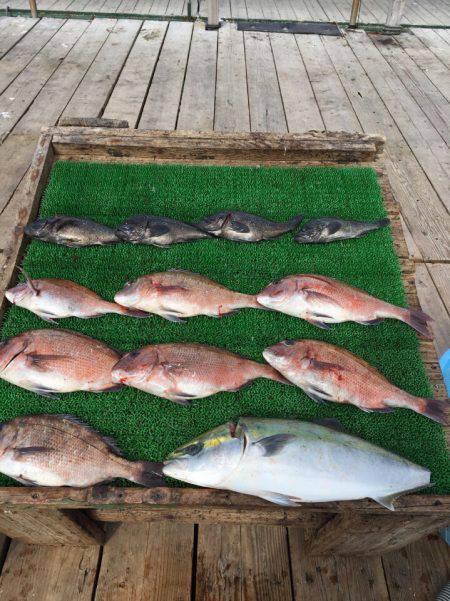 海の釣堀 海恵 釣果