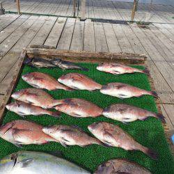 海の釣堀 海恵 釣果