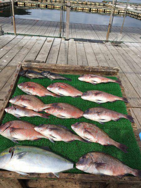 海の釣堀 海恵 釣果