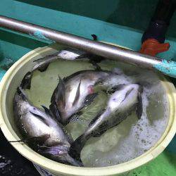 小島丸 釣果