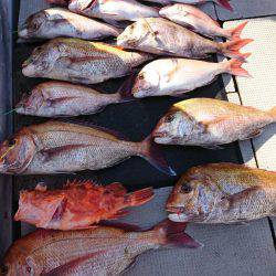 ブルースフィッシングサービス 釣果