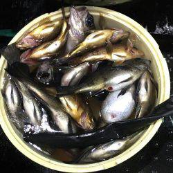 小島丸 釣果