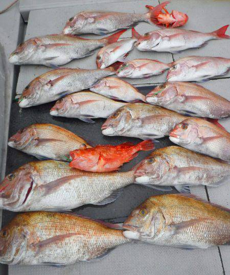 ブルースフィッシングサービス 釣果