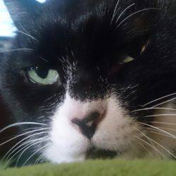 遊漁船 家入 釣果