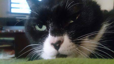 遊漁船 家入 釣果