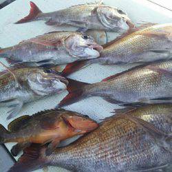 タイラバ遊漁船 ワンピース 釣果