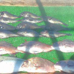 海の釣堀 海恵 釣果