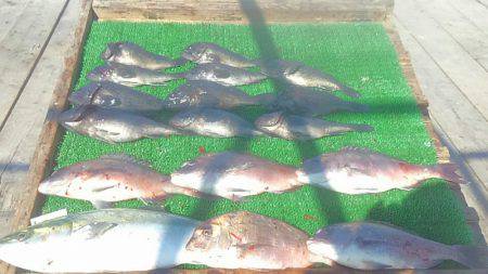 海の釣堀 海恵 釣果