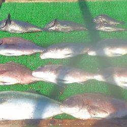 海の釣堀 海恵 釣果