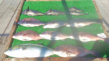 海の釣堀 海恵 釣果