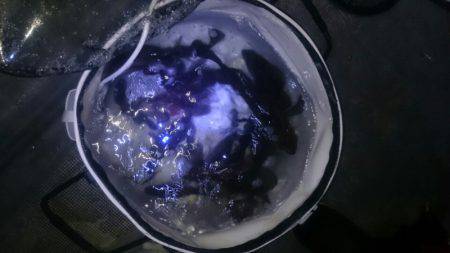 FISHING RISKY 釣果