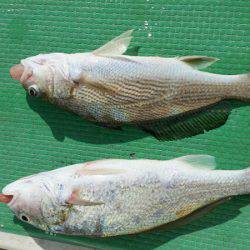 金沢八景鴨下丸 釣果