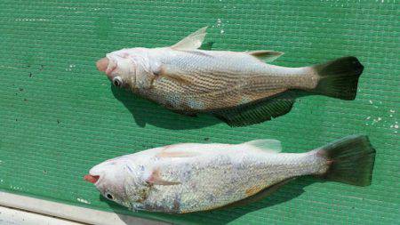 金沢八景鴨下丸 釣果