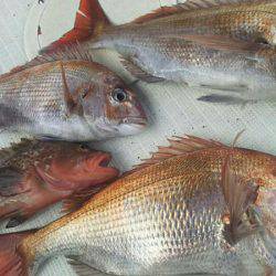 タイラバ遊漁船 ワンピース 釣果