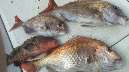 タイラバ遊漁船 ワンピース 釣果