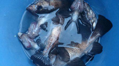 海龍丸（石川） 釣果