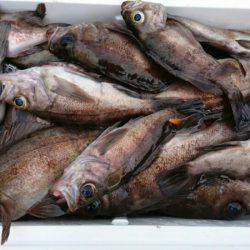 海龍丸（石川） 釣果